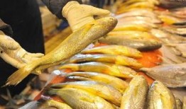 黄花鱼爆料视频,幕后真相大曝光